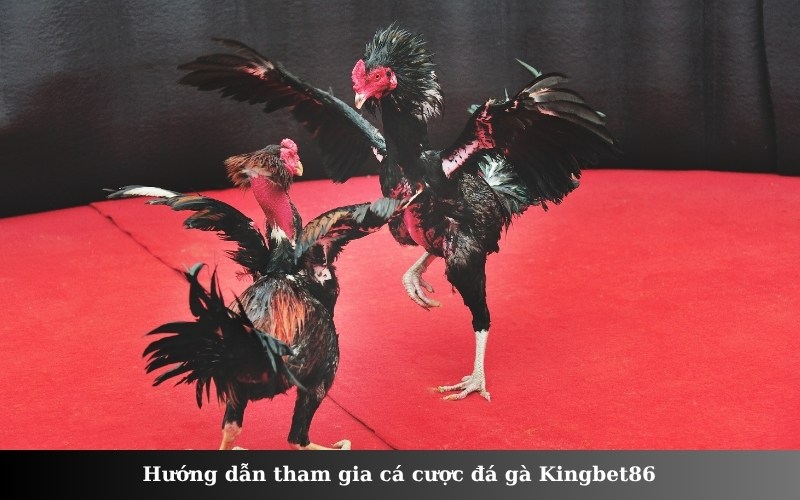 Hướng dẫn tham gia cá cược đá gà Kingbet86